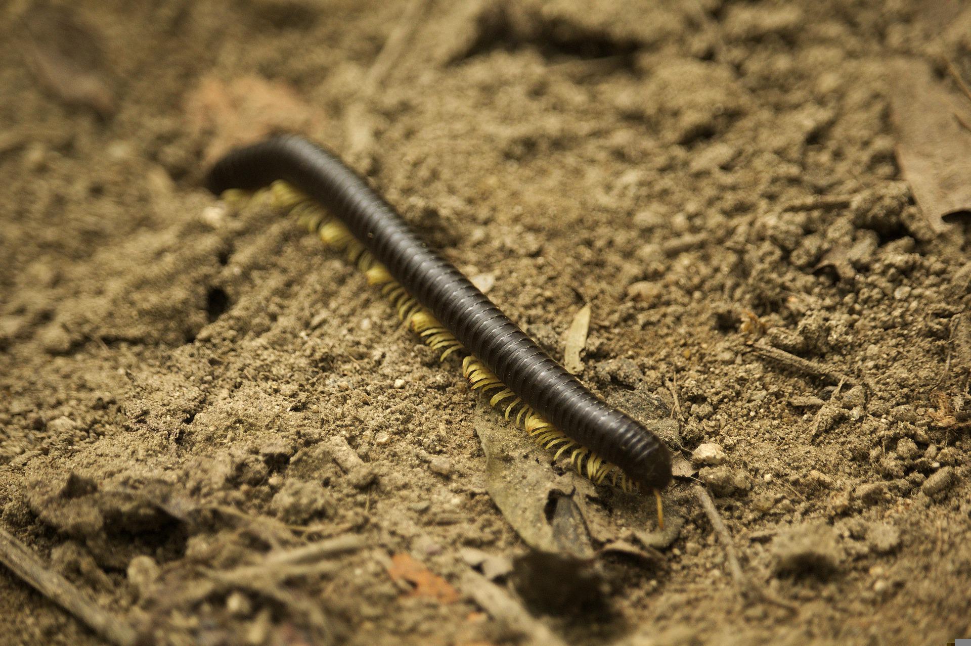 Millipede Control Perth