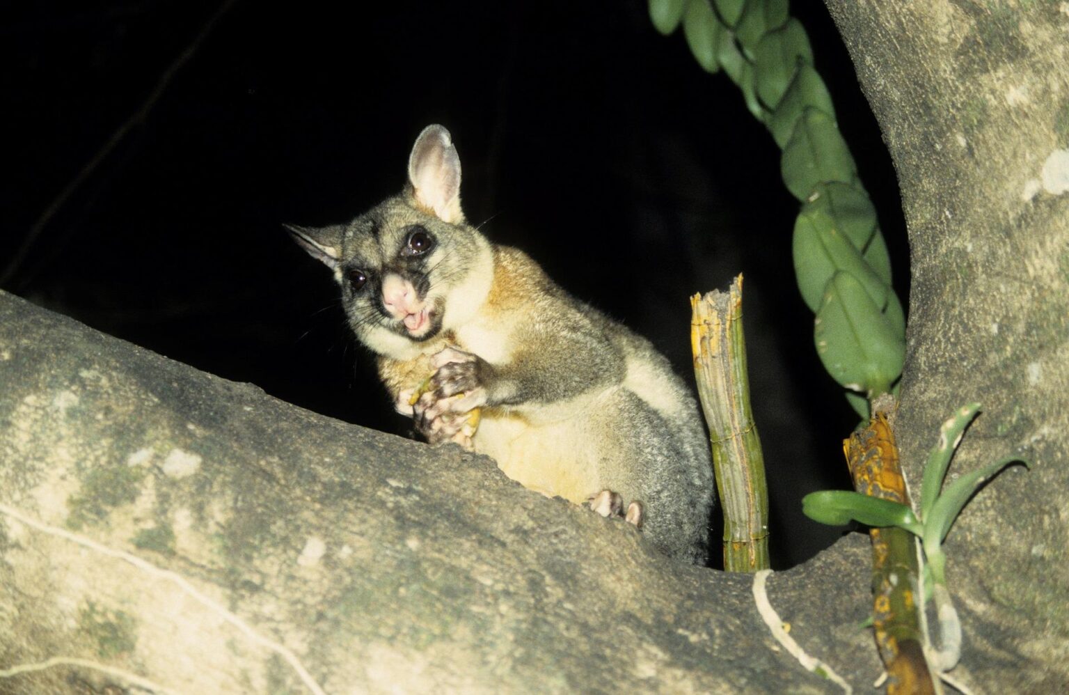 Possum Control Perth - PestM8 Pest Control