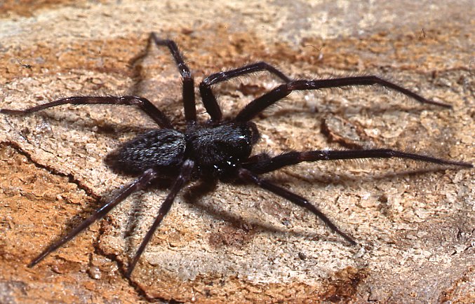 Balck House Spider