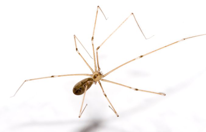 Daddy LongLegs