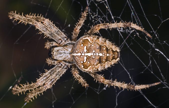 Spider Treatment Joondalup - Spider Control Fremantle