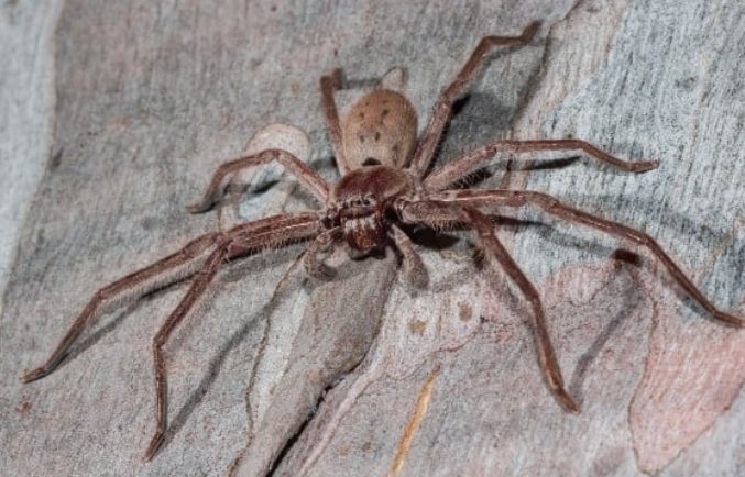 Huntsman Spider