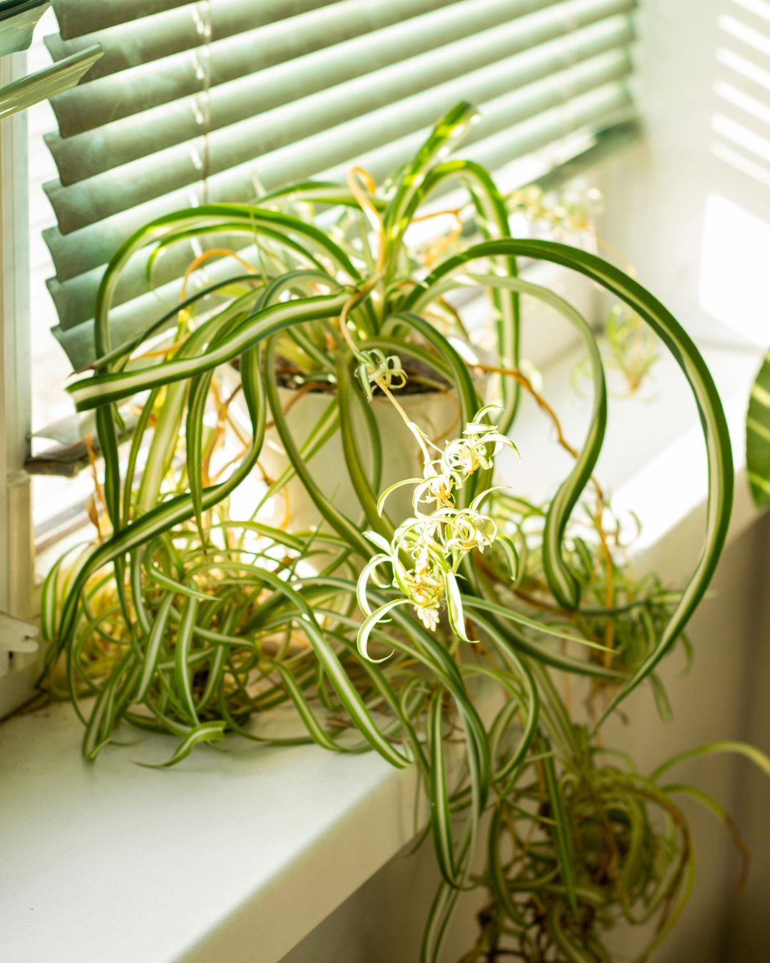 Indoor Spider Management Perth - Commercial Spider Control Perth