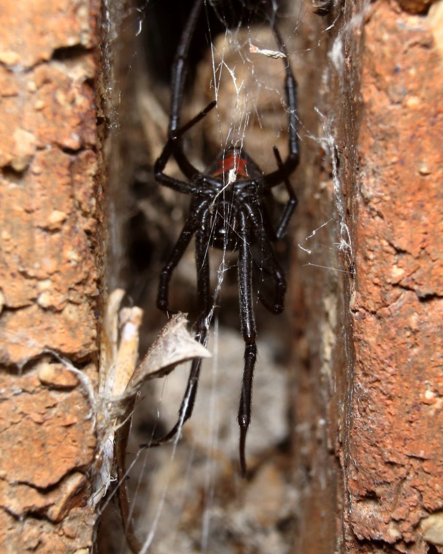 Property Habits - Commercial Spider Control Perth
