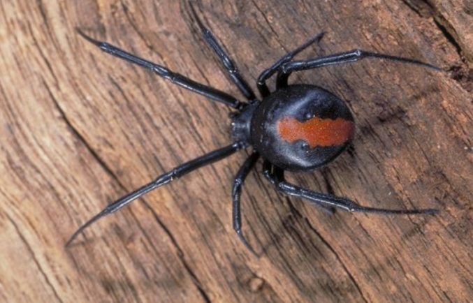 Pest Control Perth - Spider Control Perth