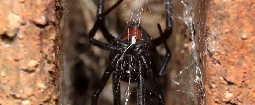 Spider Control Perth - Commercial Spider Control Perth