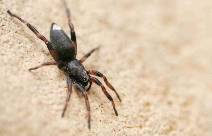 White-Tailed Spider