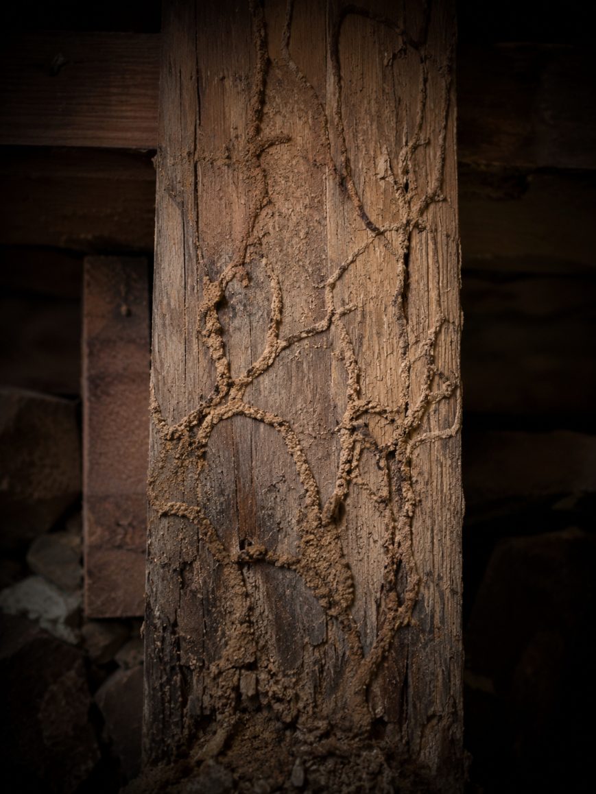Termite paths on timber - Pest Control Baldivis Pest M8 - Pest Control Kwinana