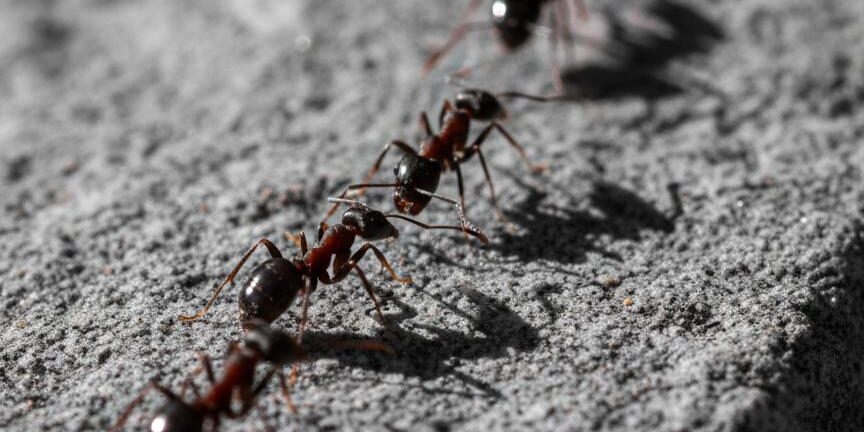 ant_trail_macro