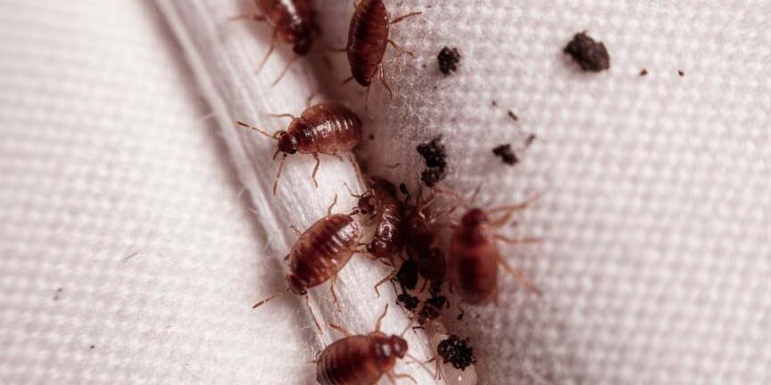 bed_bug_mattress_seam
