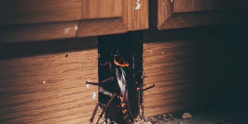 cockroach_kitchen_crack