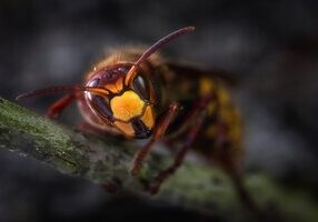 rsz_hornet