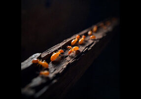 termite ttttttt 300x200
