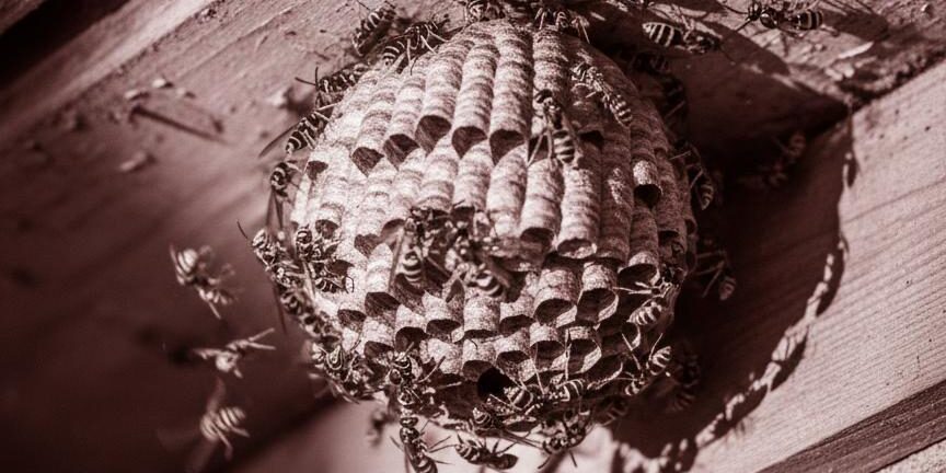 wasp_nest_eaves